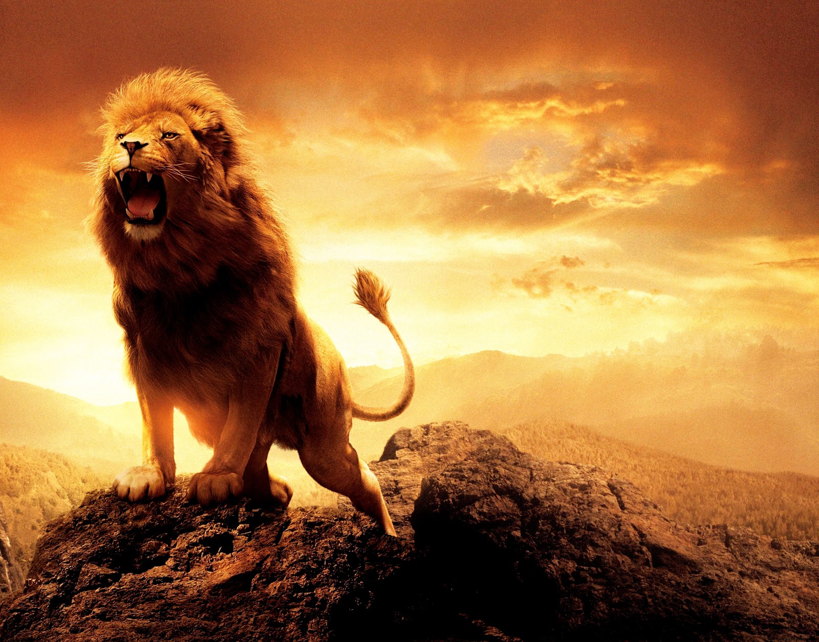 Aslan Lion Aslan Lion