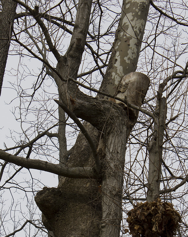 Rurification Bent Tree