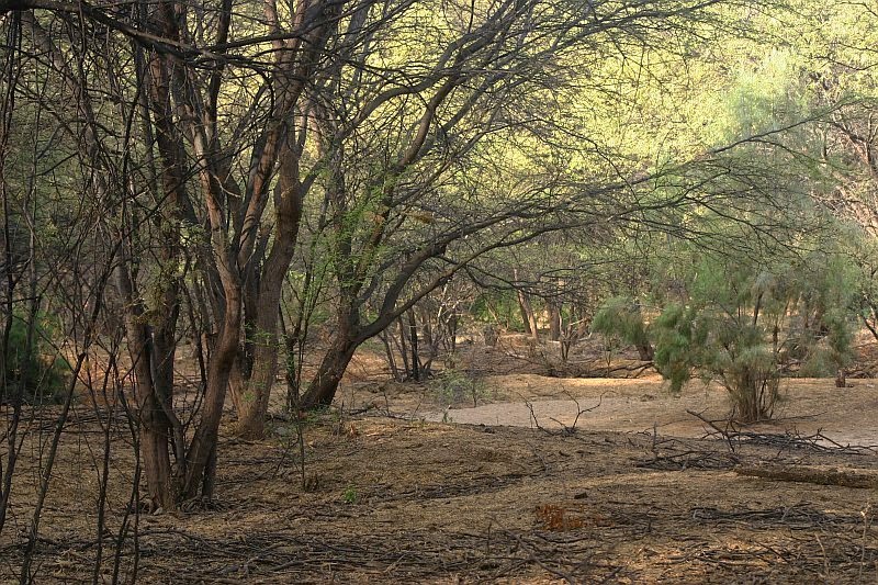 Resultado de imagen para bosque seco de pariÃ±as