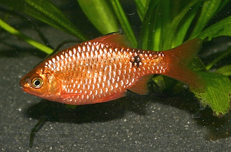 barb animal wildlife barb animal wildlife