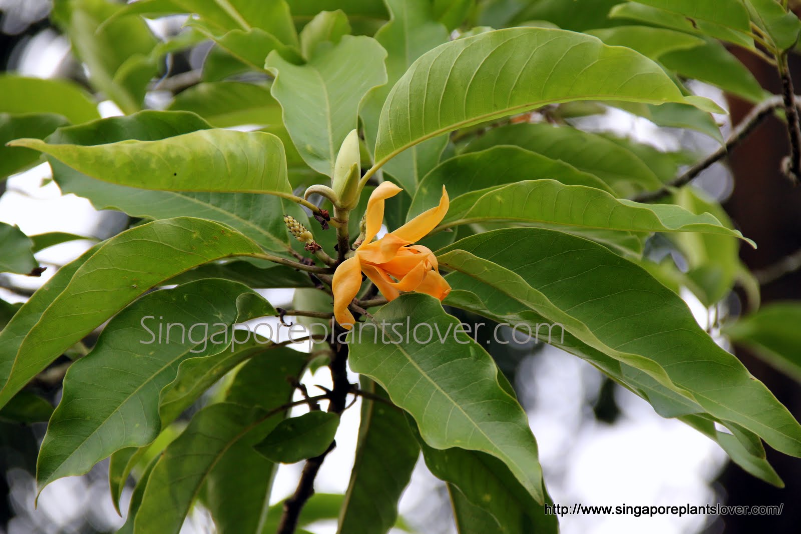 Growing Mock Orange Aka Philadelphus In The Cutting Garden