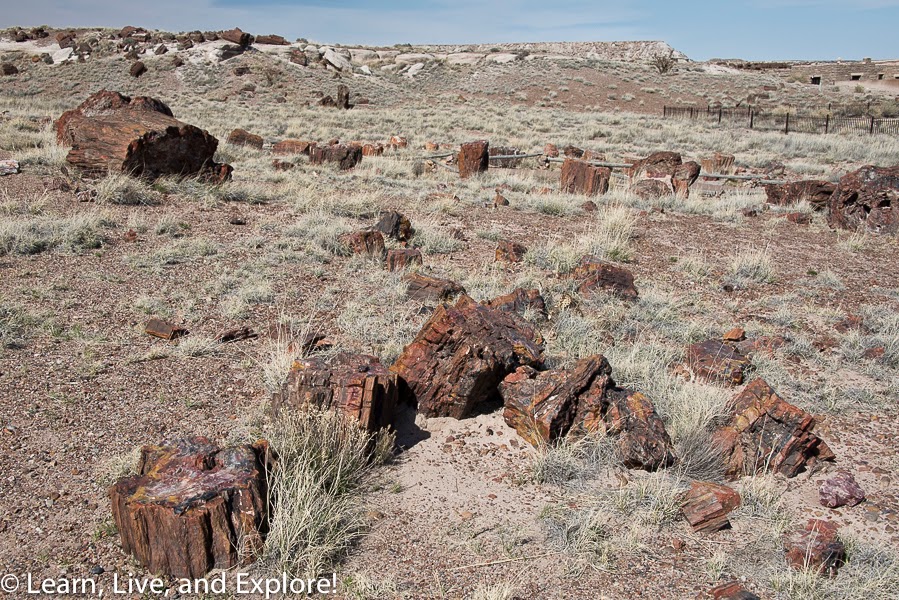 Route 66 Kicks Day 3....Tucumcari to Flagstaff Learn, Live, and Explore!