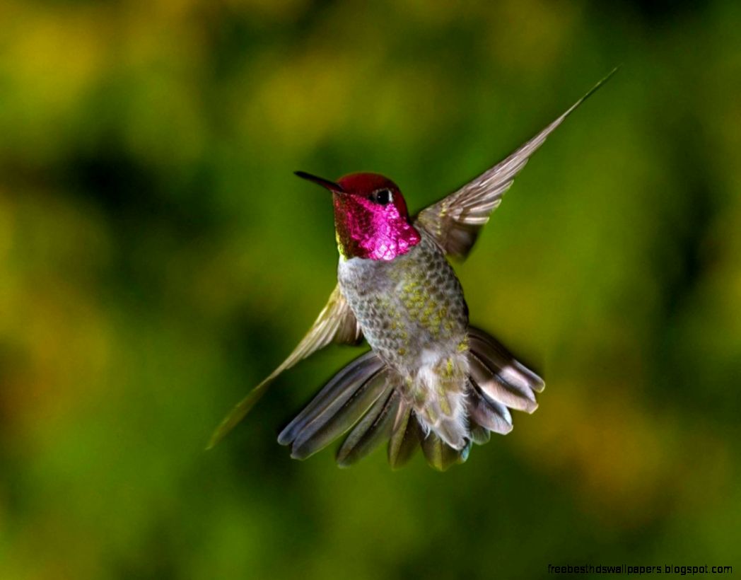Annas Hummingbird Annas Hummingbird