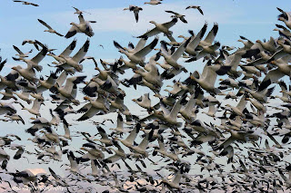 Geese Wallpapers | Fun Animals Wiki, Videos, Pictures, Stories