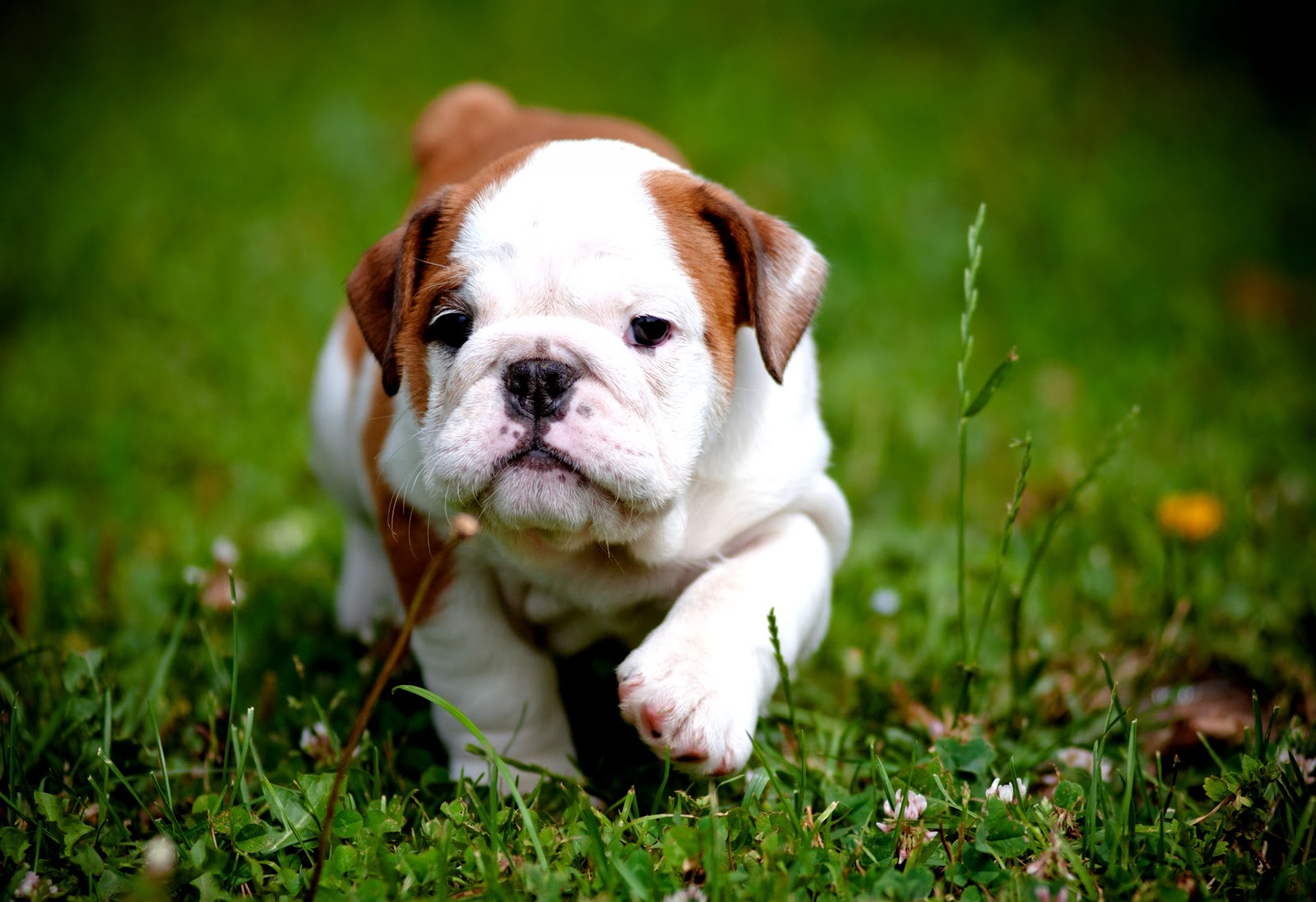 Cute English Bulldog Puppies Wallpaper Cute English Bulldog Puppies Wallpaper