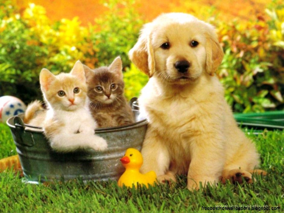 Wallpapers Cats And Dogs Wallpapers Background Wallpapers Cats And Dogs Wallpapers Background