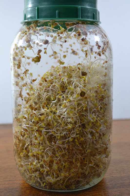 kale and kumquats Sprouting A Do It Yourself Guide