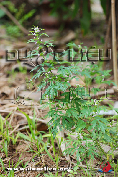 Leonurus heterophyllus Sweet (Fam. Lamiaceae)