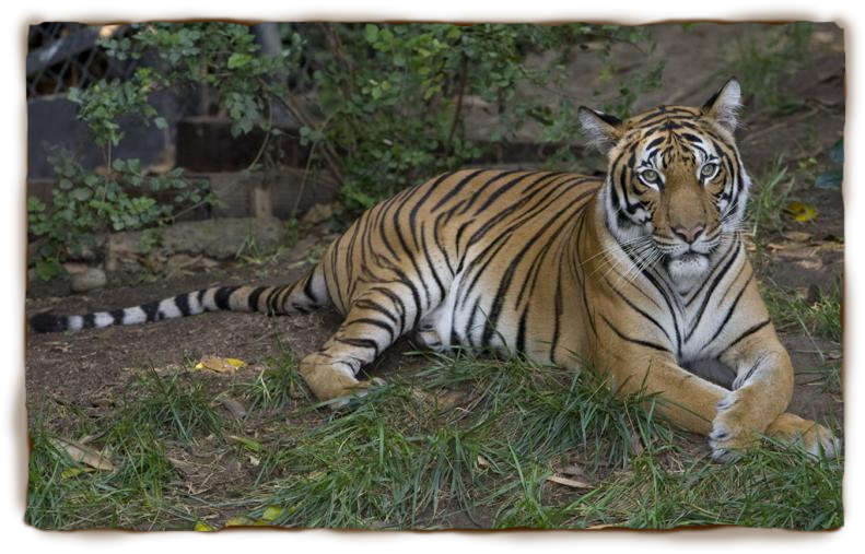 45LOVERS: tiger facts for kids