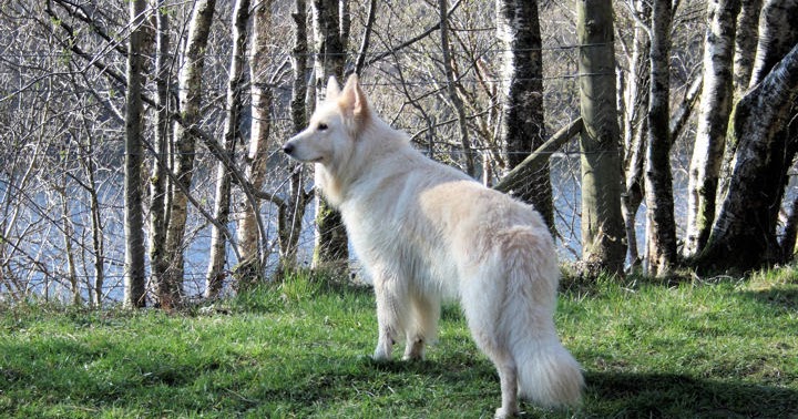 Dog German Shepherds White Long Haired German Shepherd