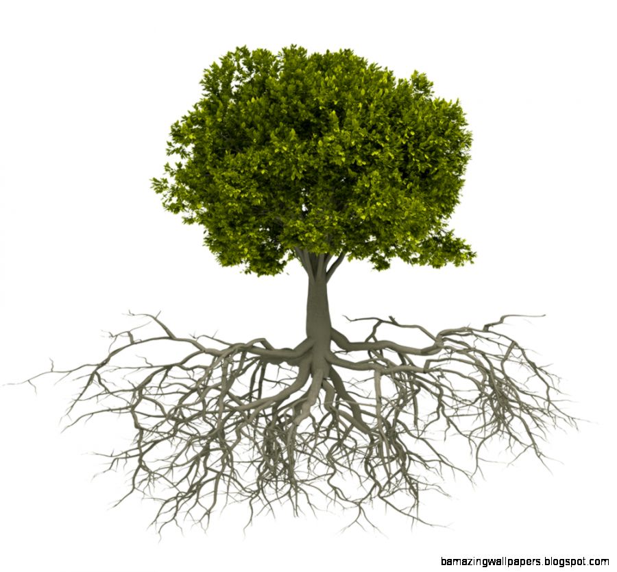 The Trouble with Tree Roots Swick Home Services The Trouble with Tree Roots Swick Home Services