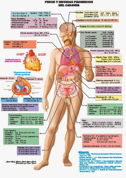 interior del cuerpo humano organos anatom 237 a humana cuerpo humano anatom 237 a humana interior del cuerpo humano organos anatom 237 a humana cuerpo humano anatom 237 a humana