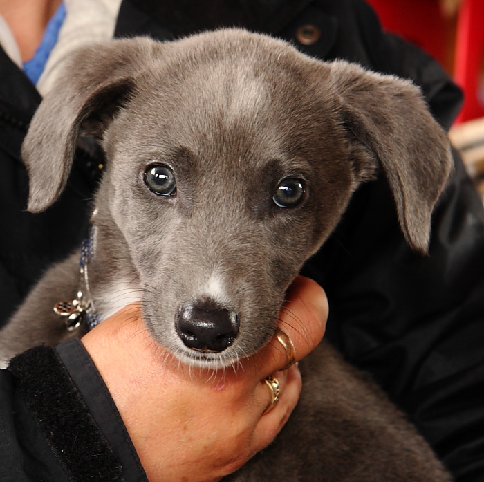 Collie lurchers for sale