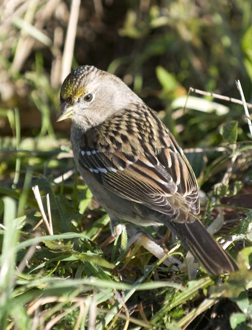 Alasdair Turner Photography Seattle Backyard Birds and How to Attract
