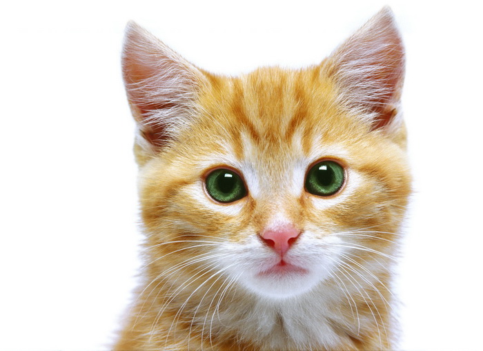 [Share ảnh] - Kute cat - Page 2 Kute+cat+%28253%29
