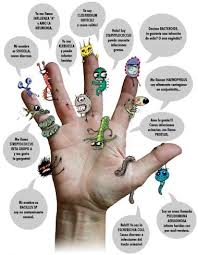 microorganismos en tus manos 2