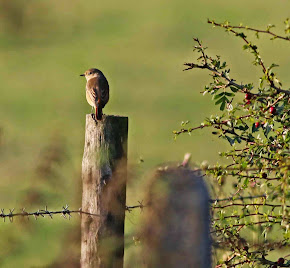 Common Redstart