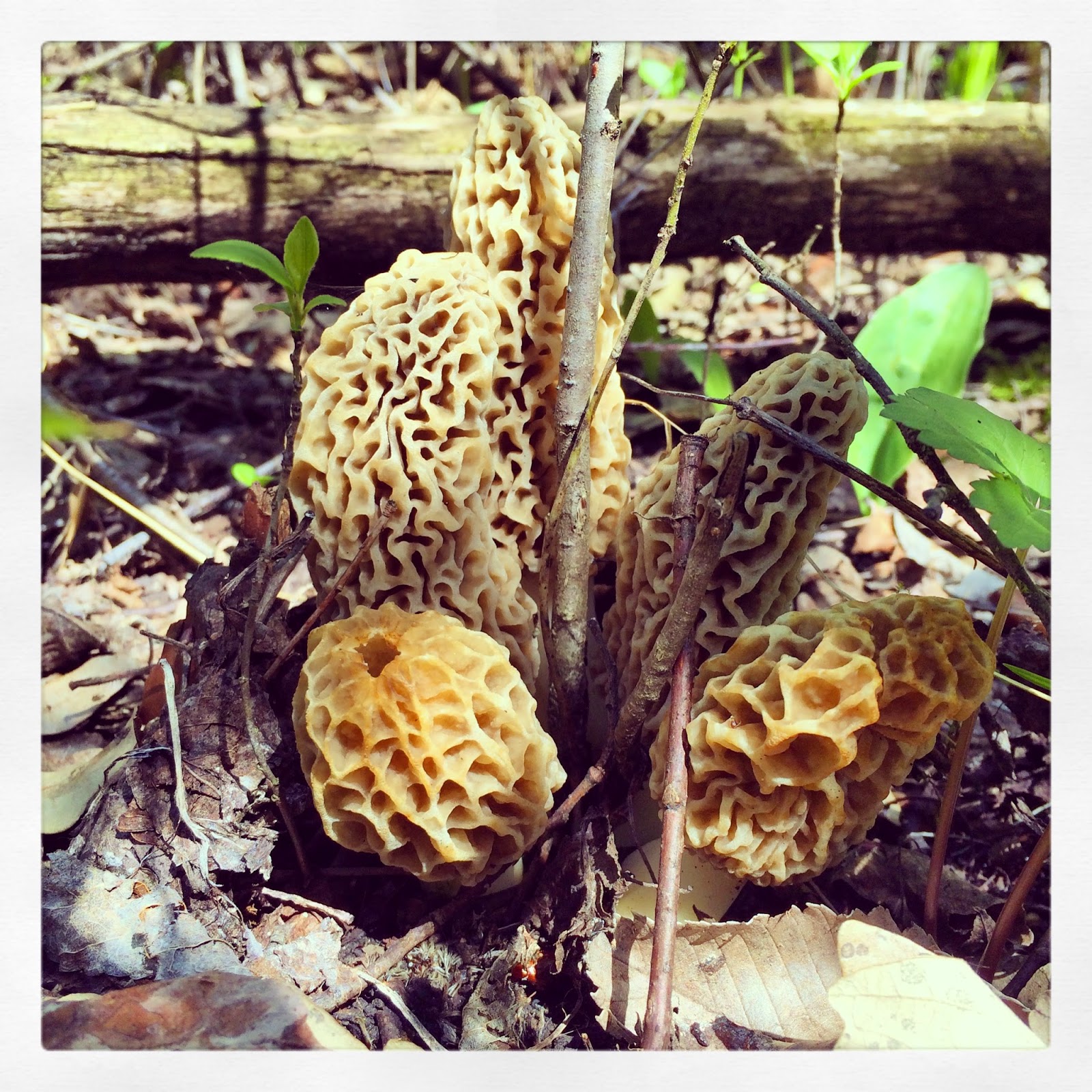 Becki Melvie Foraging 101 {How to Hunt for Morel Mushrooms}
