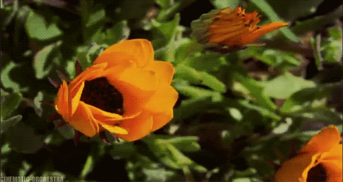 Blooming Flower Animation Wallpaper - Beautiful Desktop HD Wallpapers