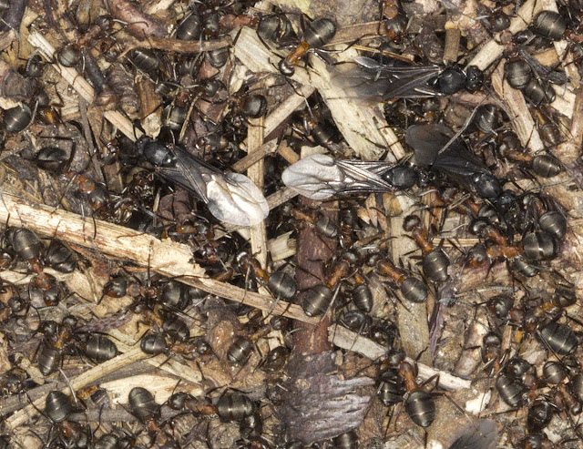 A Wood Ant nest with winged adults. Formica species.  Joyden's Wood, 12 May 2012.
