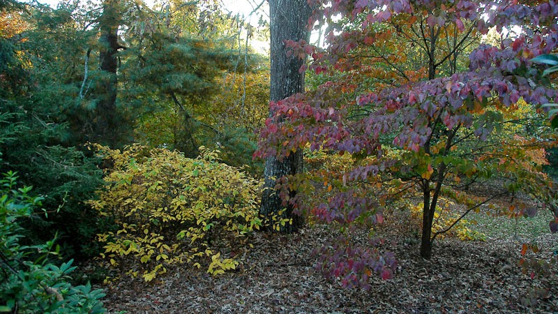 Natural Garden Design