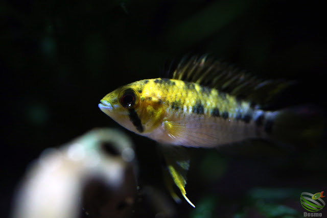 Apistogramma cf.hoignei / Rio Morichal Largo