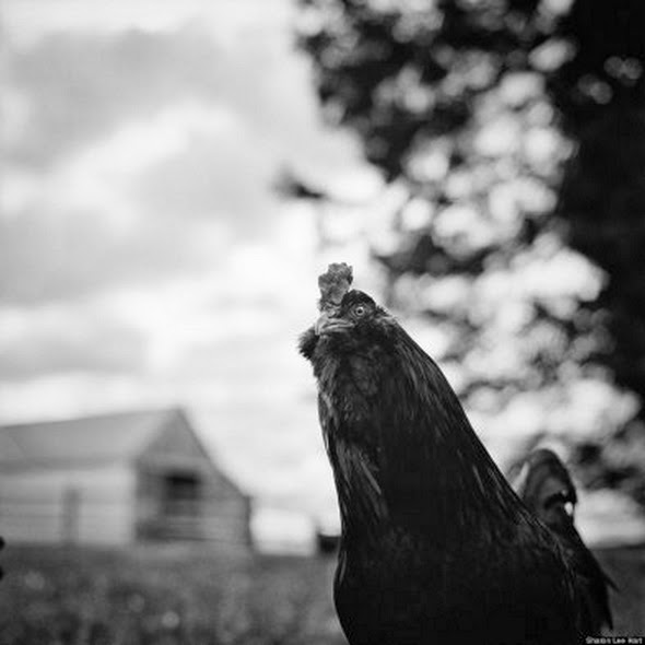 Fotógrafa norte-americana retrata animais que escaparam de matadouros
