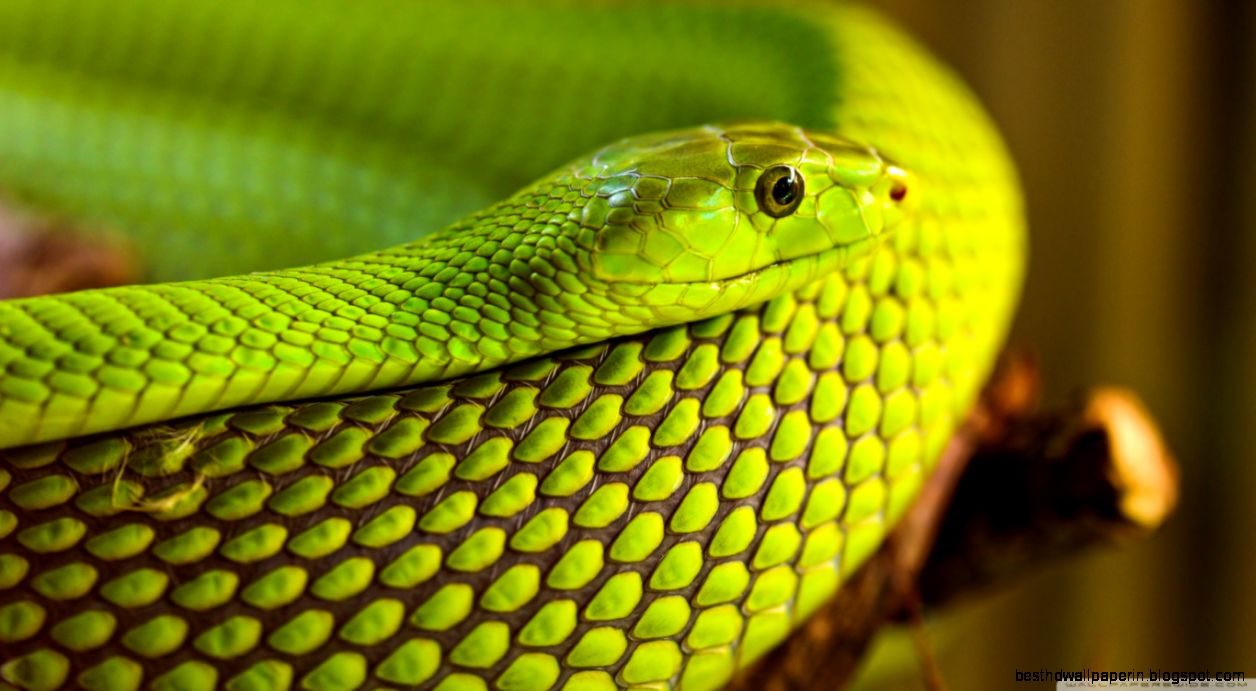 Green Snake Macro HD desktop wallpaper High Definition Green Snake Macro HD desktop wallpaper High Definition