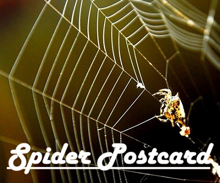 Spider Postcard