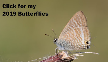 59 Butterflies 2019