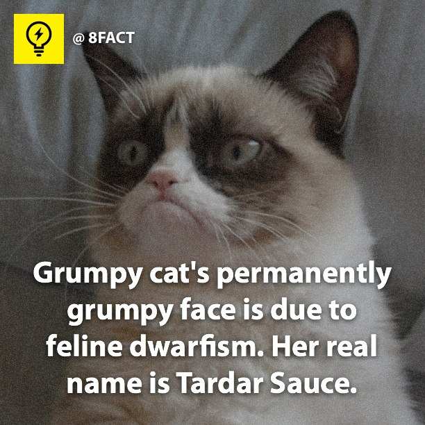 Name Of Grumpy Cat
