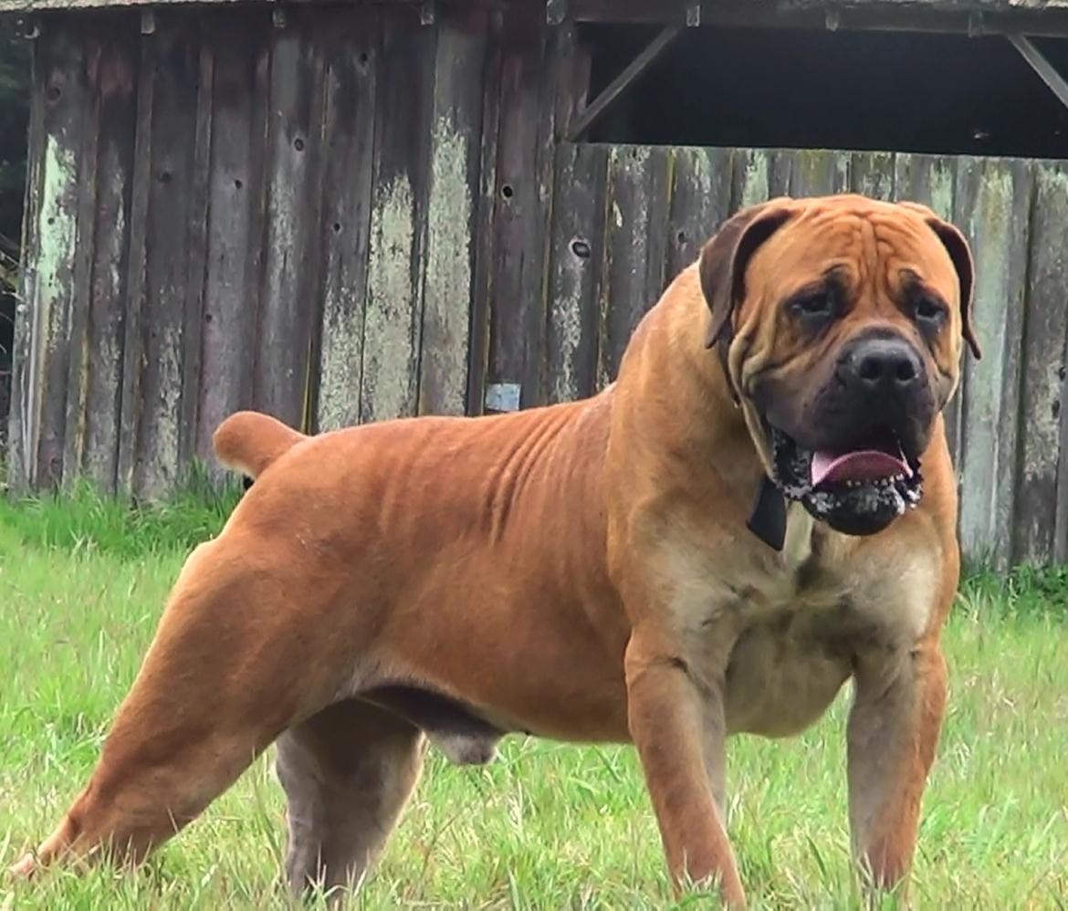 South African Guard Dog Breeds South African Guard Dog Breeds