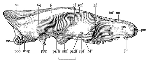 Hapalodectes skull