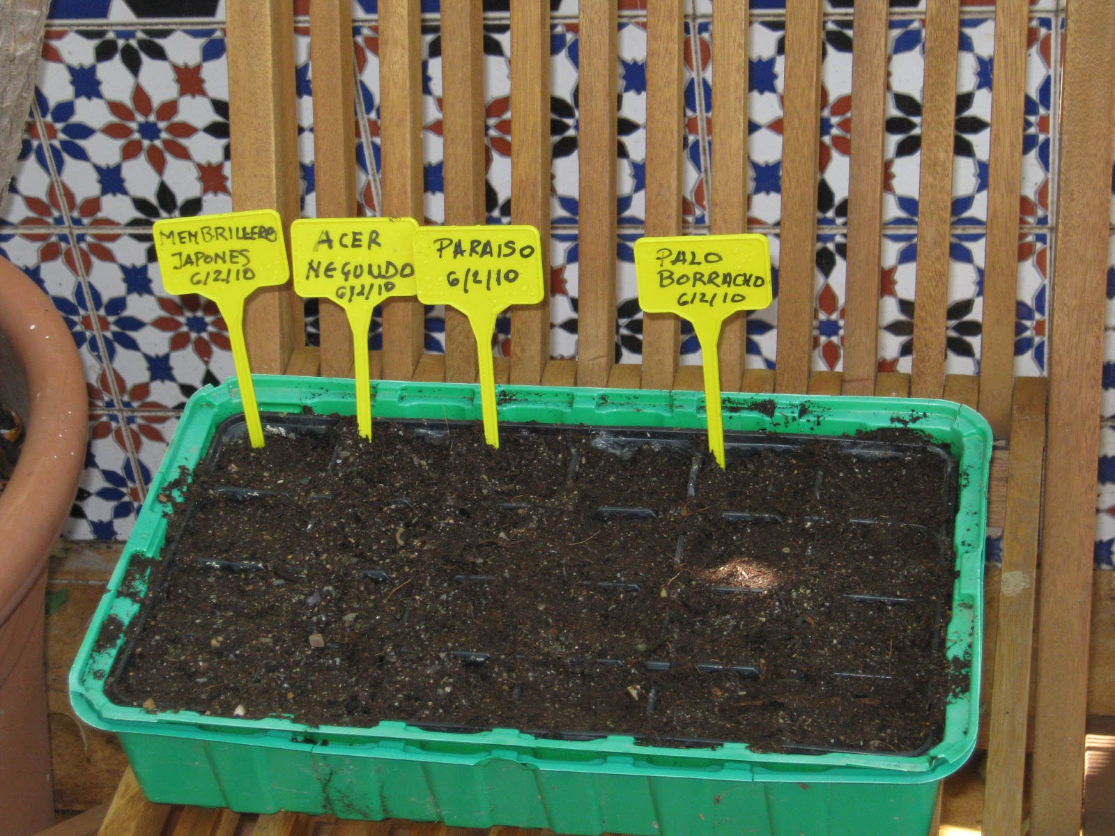 Doble JJ Bonsai Album de Fotos (semillas)