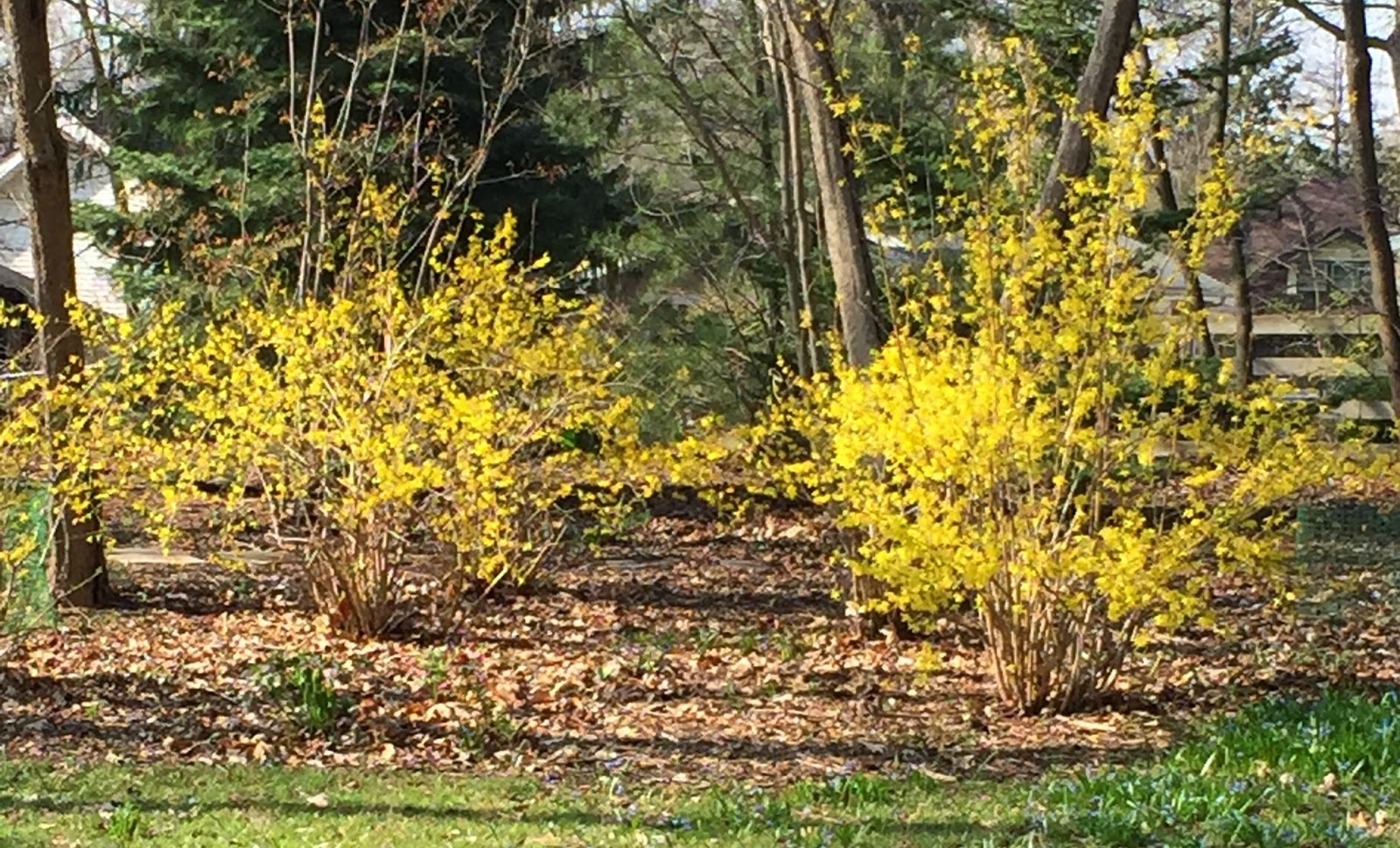 Force Forsythia Branches For Indoor Blooms