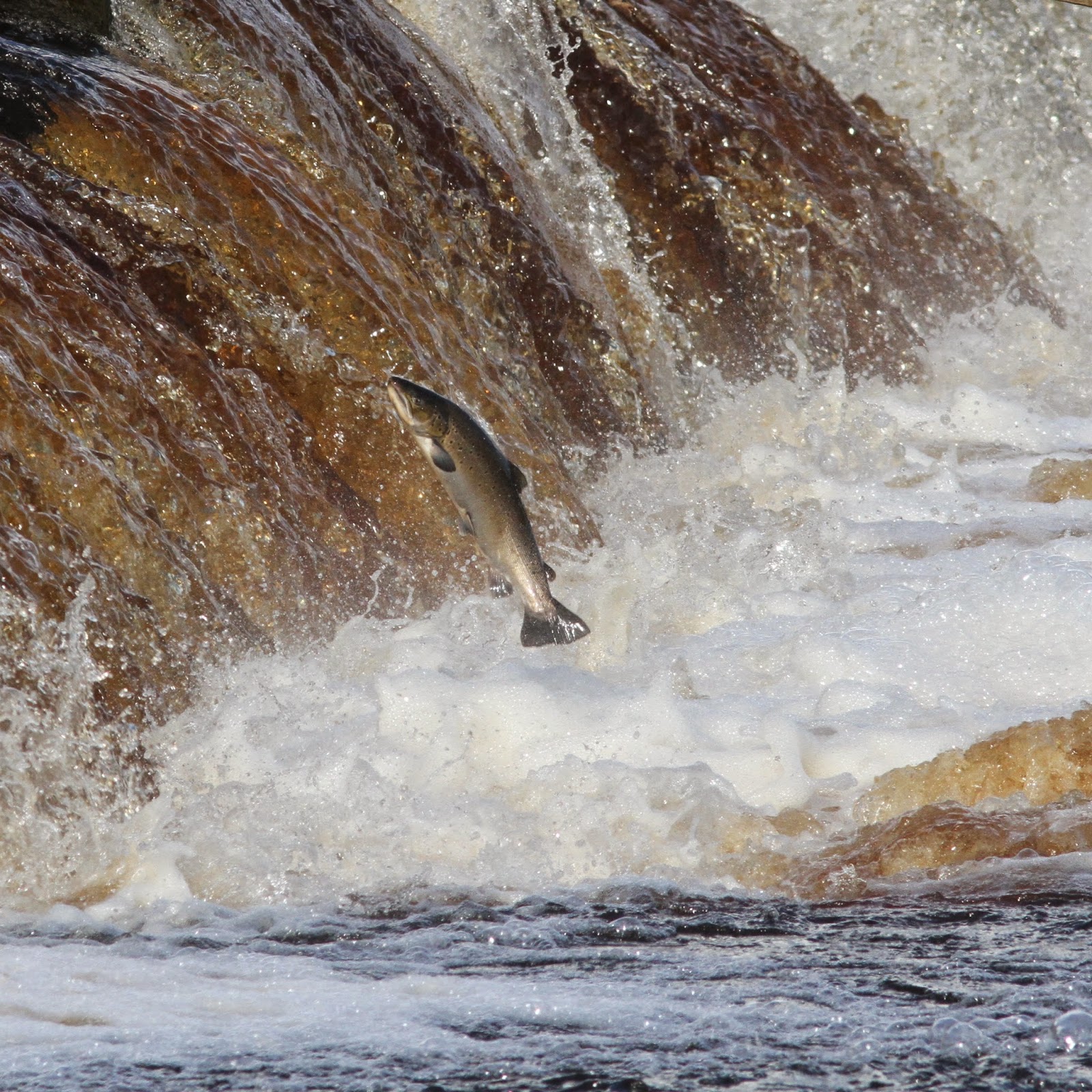 TrogTrogBlog Salmon leaping at Hexham weir