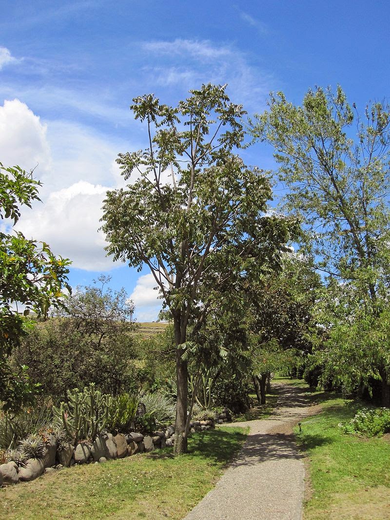 Palmas, arbustos y arboles nativos campus UN Cedro Cedrela montana