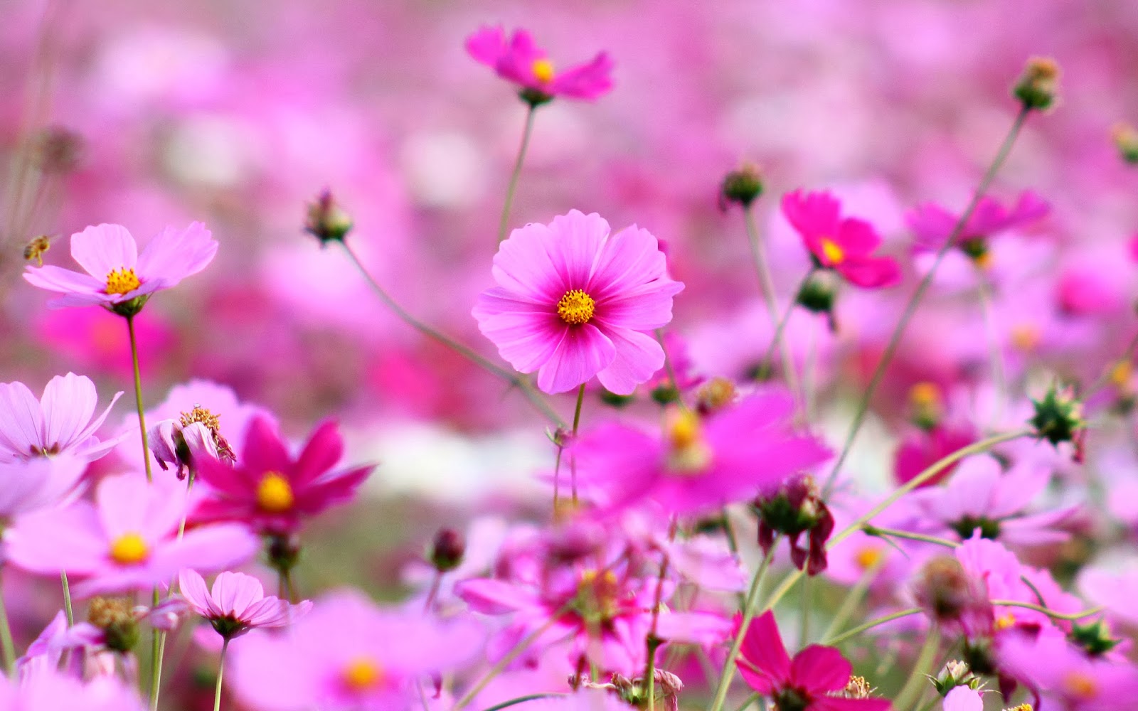 Beautiful Purple Flowers