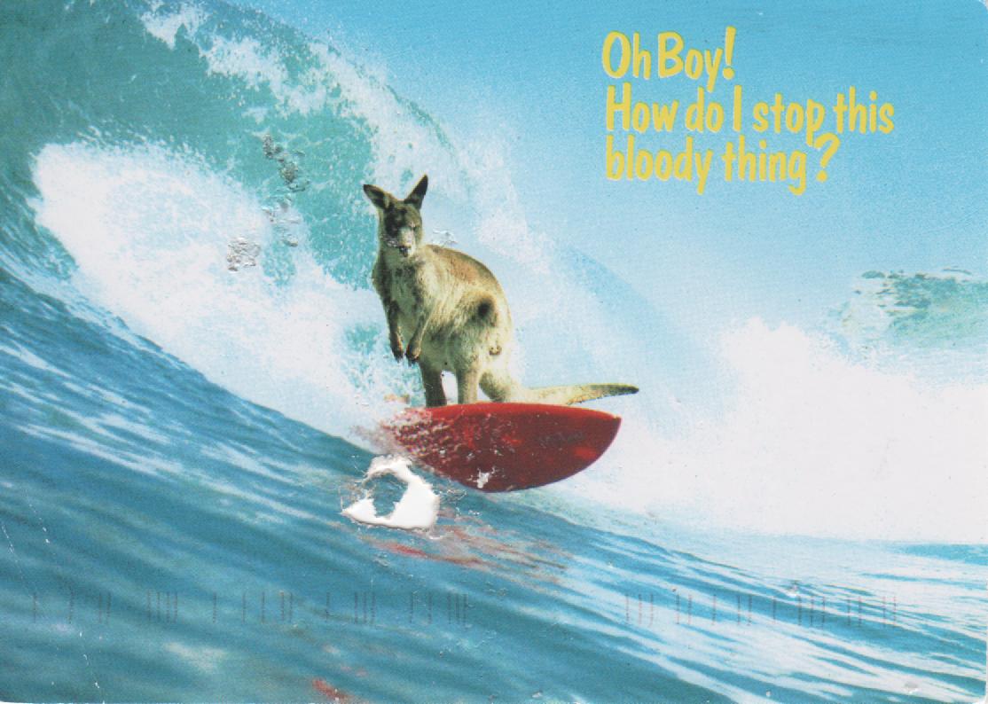 Kangaroo Surfing