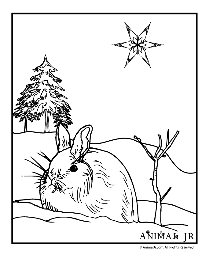 Kids Page: Winter Animal Bunny Jr Coloring Pages