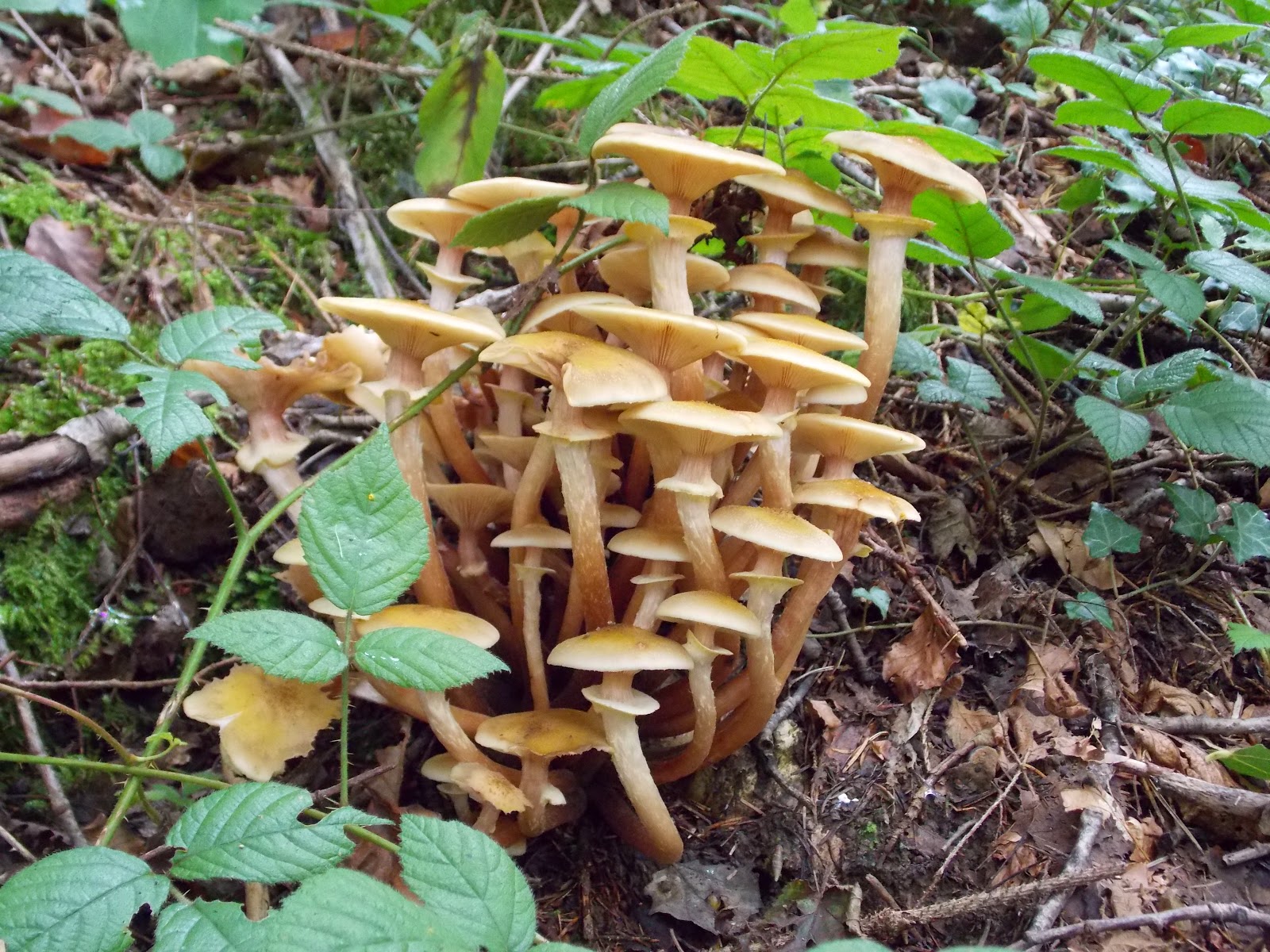 unbrivido: Cespi di funghi chiodini