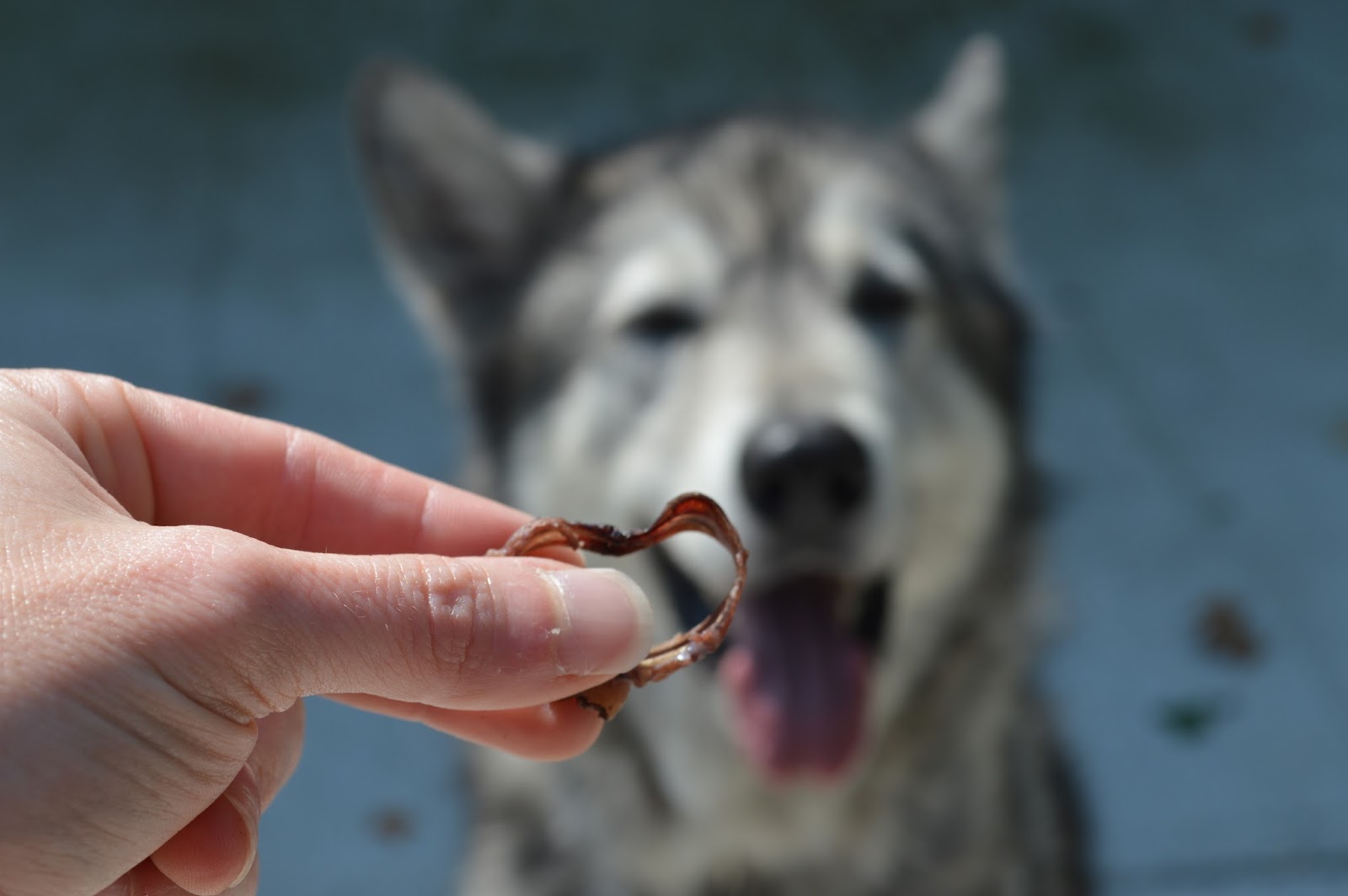 My Rotten Dogs Homemade Dog Chews