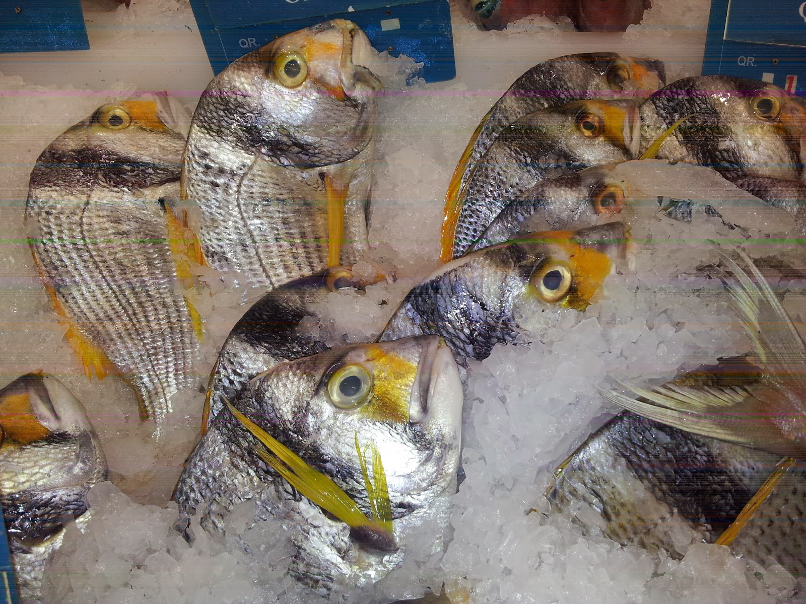 Chutes in Qatar Not Familiar