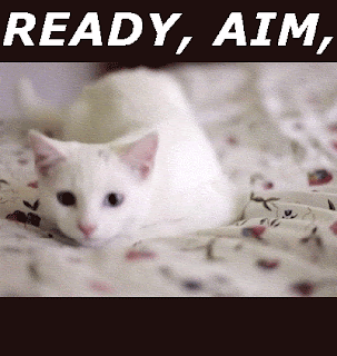 ready, AIM, FIRE funny cat gif meme ready aim fire