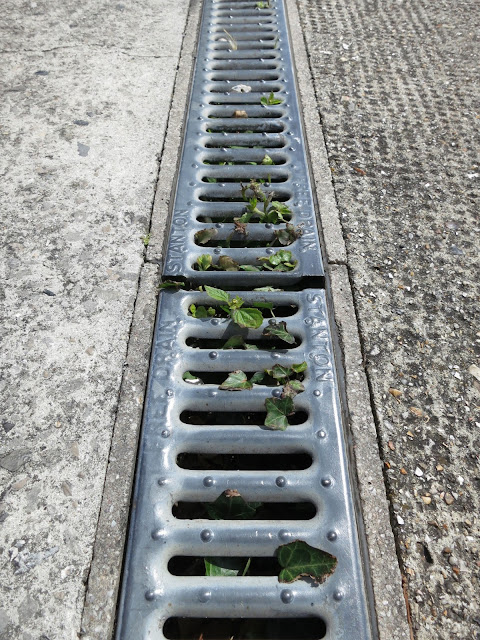Small plants growing up through holes in long grid covering drain in pavement.