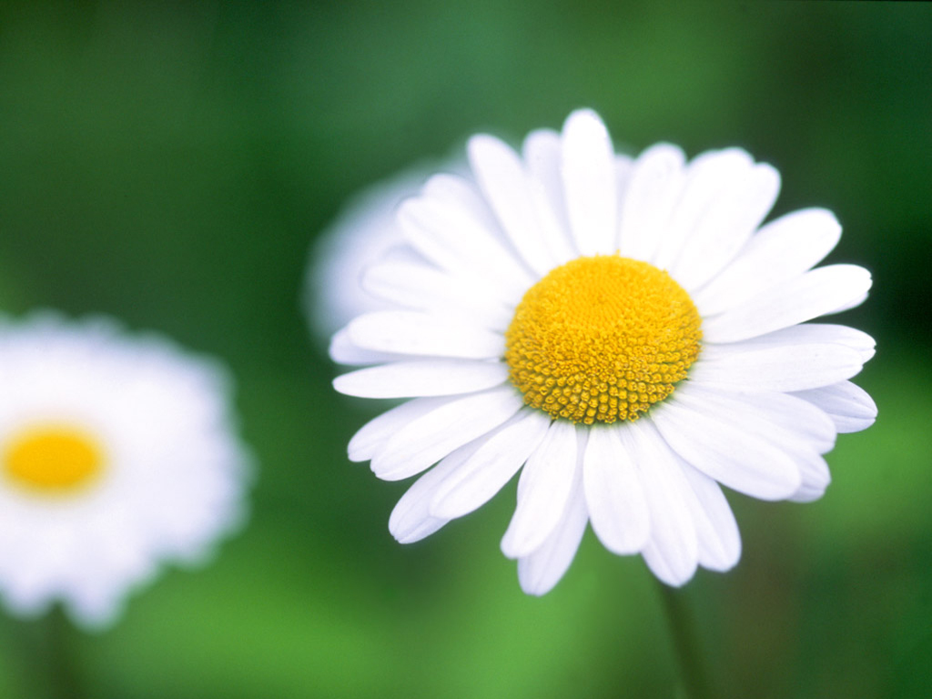 daisy-flower-+white.jpg