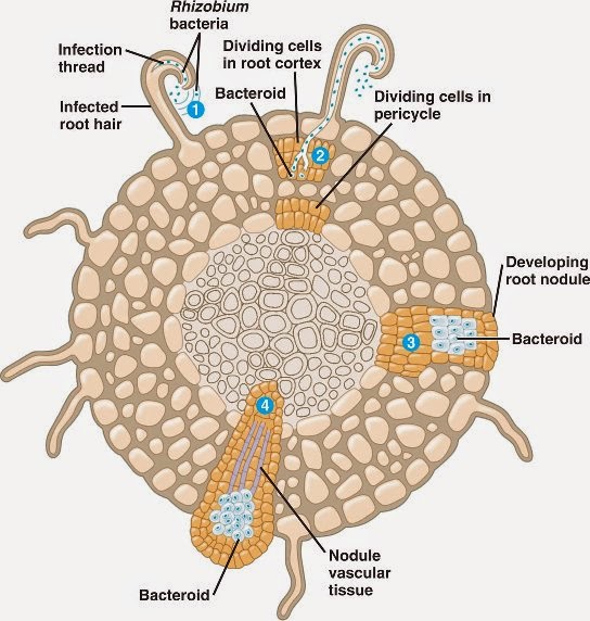 Botany Project Soybean plant and Rhizobium bacteria's "special
