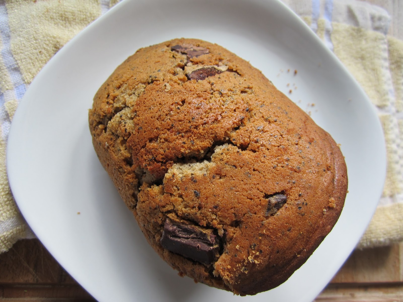 Snacking Squirrel The Biggest Muffin Top