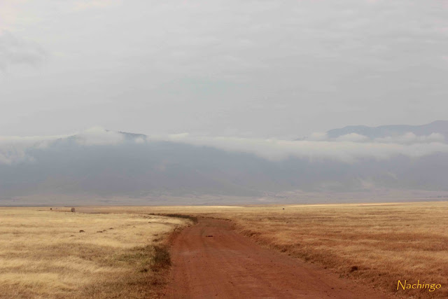 5 de agosto de 2012. El Ngorongoro. - 15 días de Safari y playa (2)