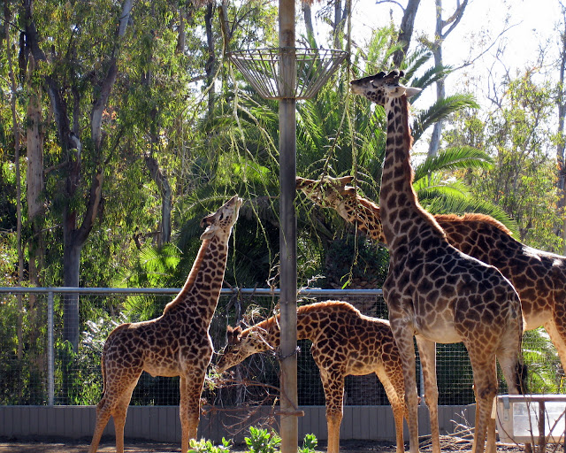 San Diego Zoo giraffes feeding time.